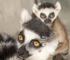 lemur mama baby