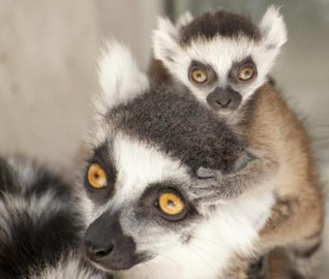 Lemur scents used to determine sex of baby