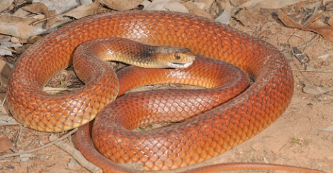 Top 5 Most Poisonous & Dangerous Snakes On Earth